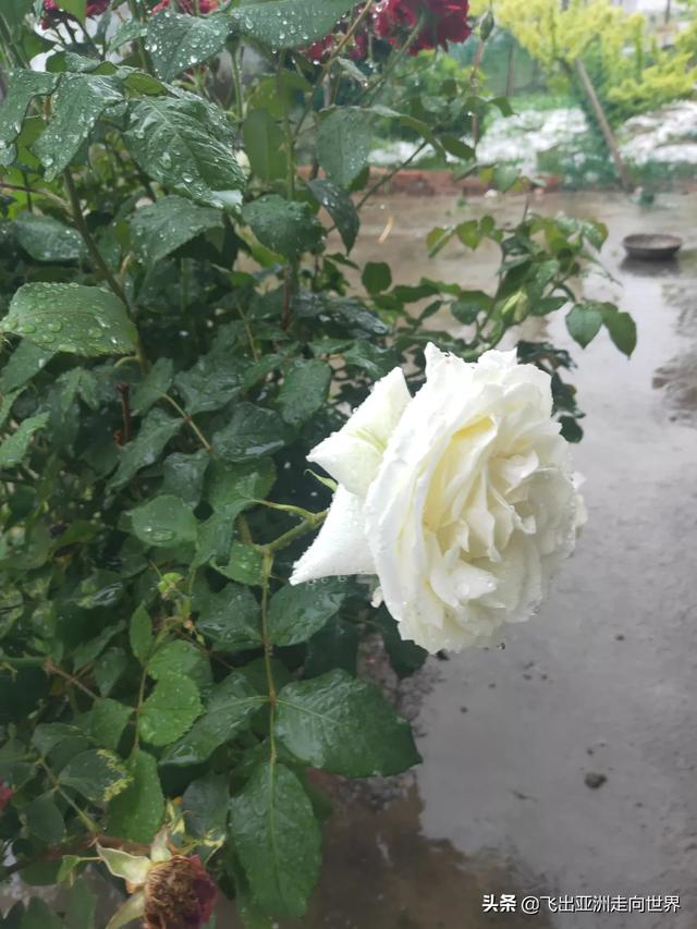 余秋雨离婚:相处十几年的感情，突然提出离婚，能接受吗