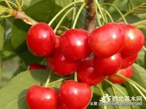 洪姆思:马霍姆斯有潜力成为比肩曼宁和布雷迪的精英四分卫吗？为什么？