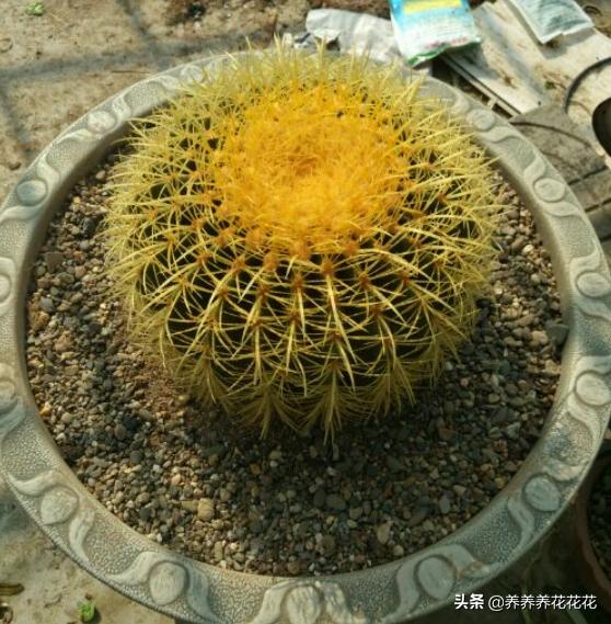 金琥仙人球:金虎仙人球一次浇多少水？