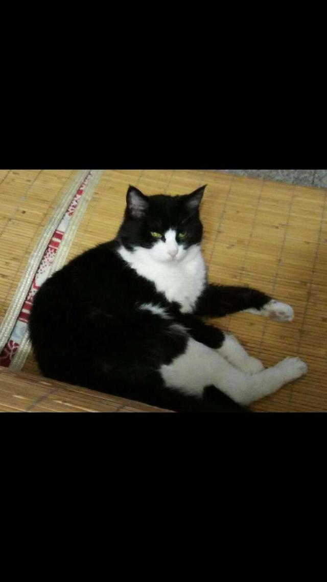 给猫咪减肥:如何避免给猫做绝育后，猫会恨主人的问题？ 给猫咪减肥的方法
