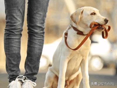 世界犬种智商排行图:猎犬排名第一的是什么犬世界智商排名第一的是哪种？