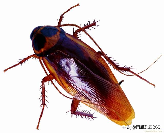 如何快速去除蟑螂，最近家里很多小小的蟑螂，听说是德国蟑螂。该怎么快速消灭掉呢
