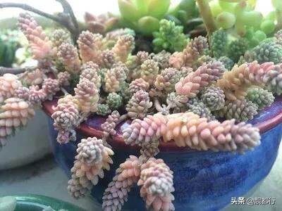 姬星美人 多肉:姬星美人多肉怎么养 姬星美人一碰掉一大块怎么办，掉下来的怎么处理？