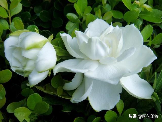 头条问答 买栀子花每次都是黄泥土 为什么换盆总是养不活 什么原因 园艺印象的回答 0赞