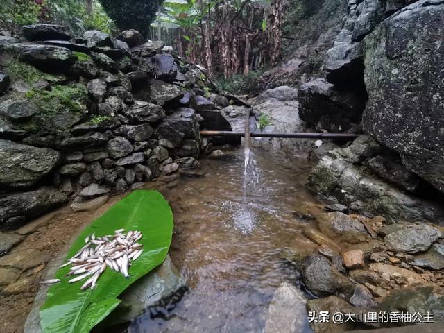 花鸟虫鱼网上能卖吗:养了一批锦鲤鱼，请问可以卖到哪里去？