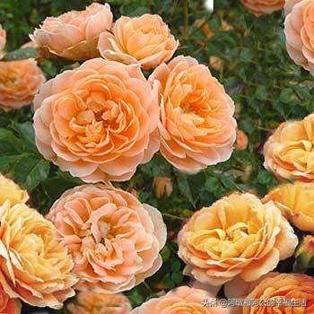 欧洲月季花品种介绍:月季花品种介绍大全 月季的种类有哪些，常见月季品种介绍大全？