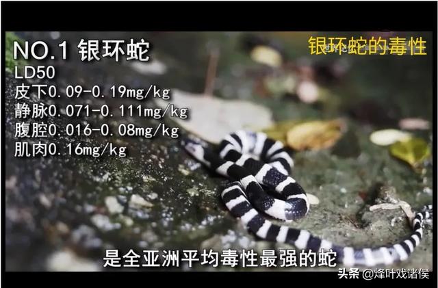 黄河底下有多恐怖照片，贵州一工地宿舍惊现1.5米银环蛇，毒性有多猛被咬了该怎么办