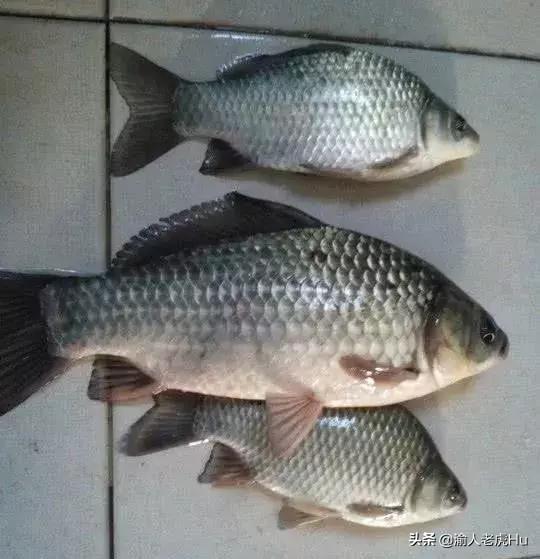 鱼饵料叫战鲫:野钓马口鱼的鱼饵配方是什么？钓马口鱼有哪些技巧？