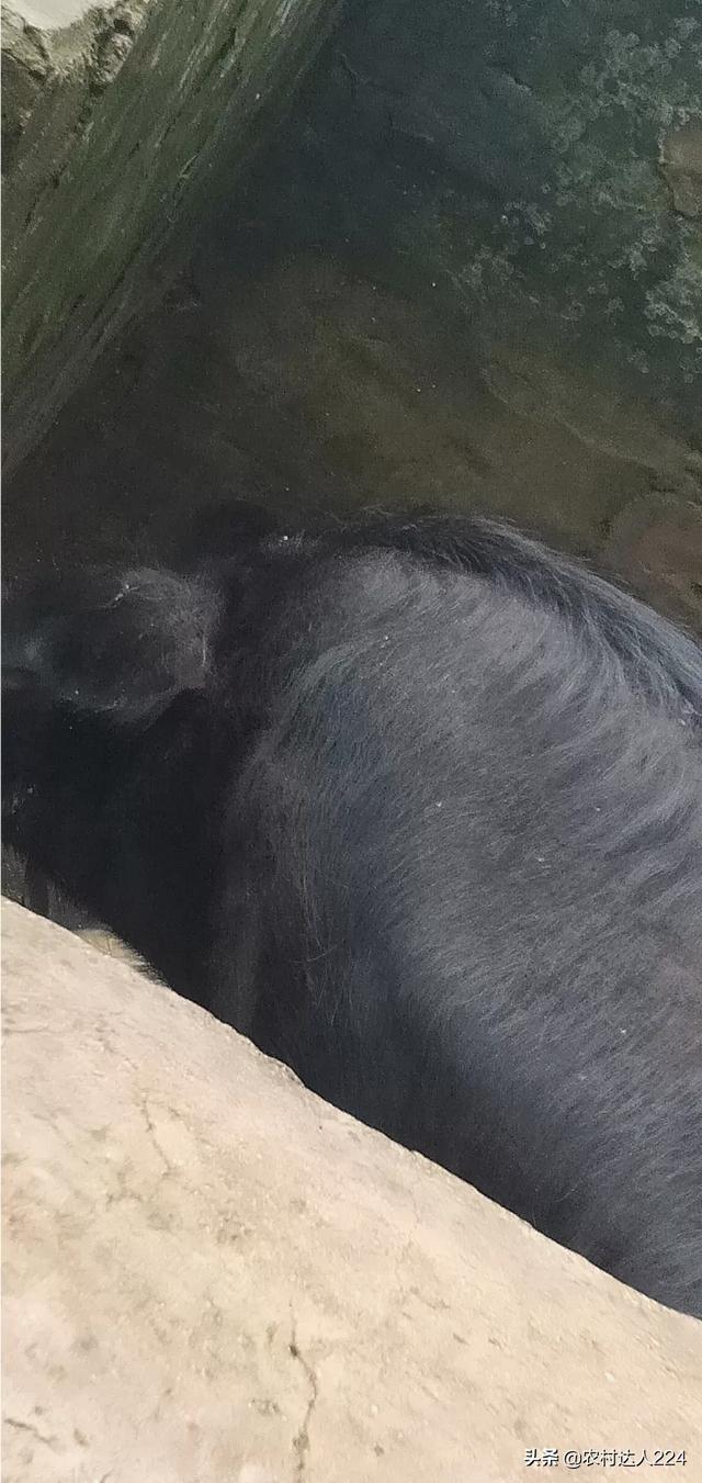 伊维菌素注射液:伊维菌素注射剂的功效 猪身上长了一个一个像铜钱一样的癣该用什么药？