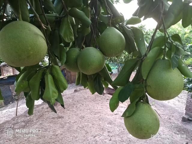 头条问答 - 生花生果腐烂了后可以用来喂果树吗?(13个回答)