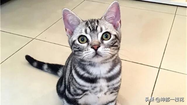 欧洲短毛猫和狸花猫的区别:请教一下这个猫的品种，好养吗？