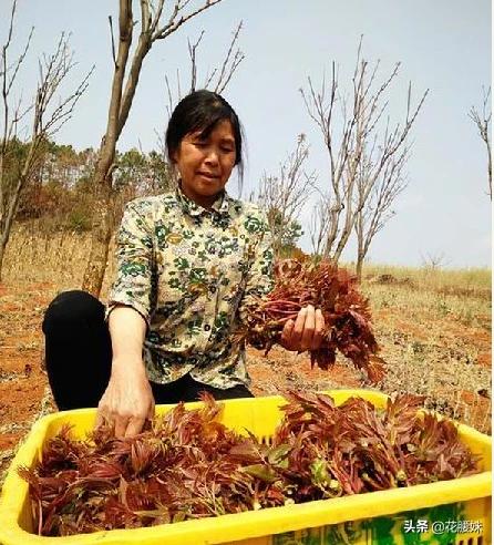 门前种香椿（阳台种香椿）