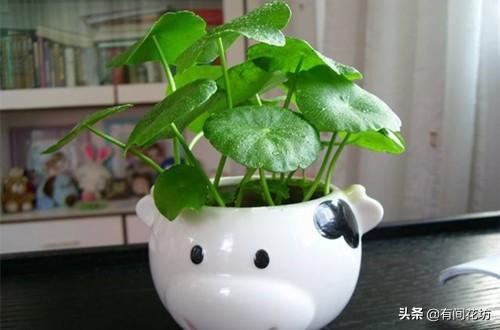 铜钱草的养殖方法和注意事项:夏天养铜钱草，为什么养着养着就叶子就蔫了？