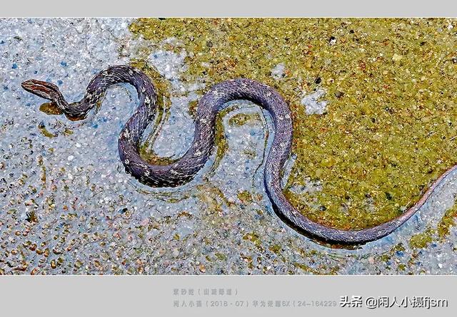 水蛇图片:你手机拍的蛇类的照片能否分享一下？