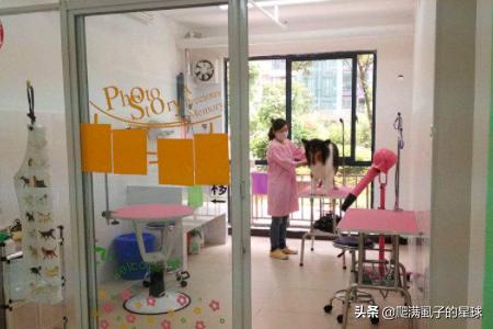 三线城市开个宠物店要多少钱:开一家宠物店至少需要花多少钱？