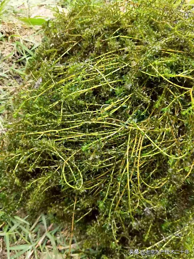 头条问答 冬天虾塘里的水草如何管理 14个回答