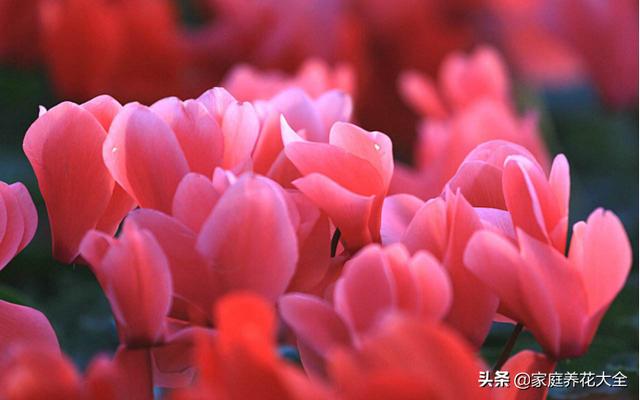 仙客来图片大全大图:仙客来只开了一年花，以后几年只长叶子不开花，是怎么回事？