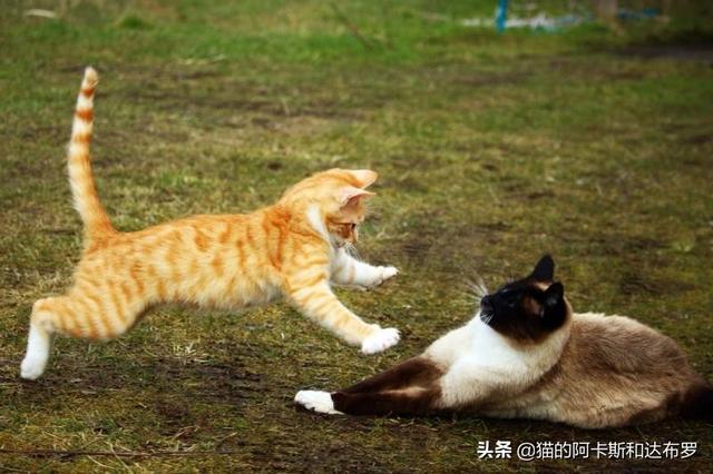 两只短腿猫打架:两只猫猫打架应该介入嘛？