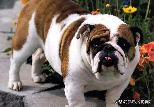 昆明英国斗牛犬价格:一只法斗幼犬大概得多少钱？