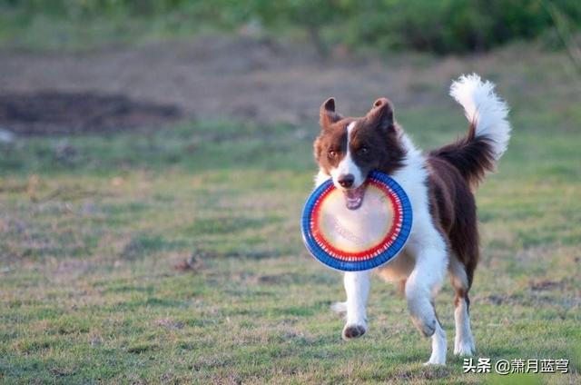 巴吉度犬和比格犬的区别:请问大家，100平的房子养什么大型狗狗合适？