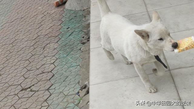 土狗图片:为什么说中华田园犬不比其他狗差呢？