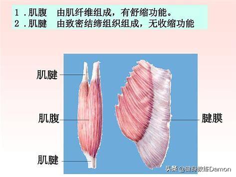 腿爆发力训练方法图解:腿部想练爆发力，请问常规腿训练需要负重深蹲吗？