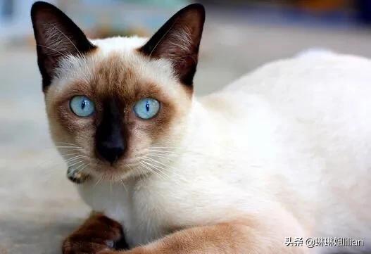 成都暹罗猫吧:新手第一次养猫，英短，美短，暹罗，哪个好养点？