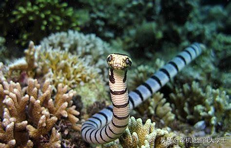 海蛇全部都是毒蛇吗，海蛇是不是很温顺、不咬人