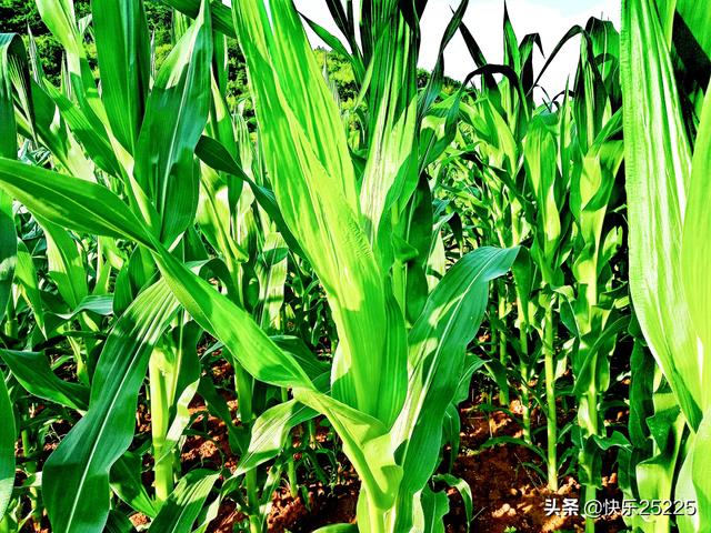 你们那边农村现在种什么赚钱？