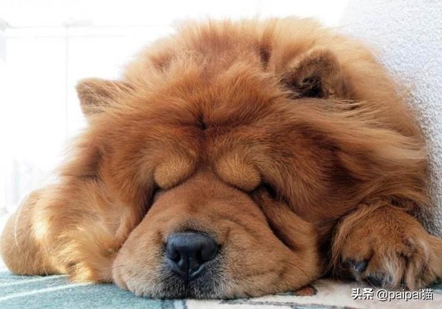 头条问答 - 狗狗会有哪些让人头疼的不良爱好?(13个回答)