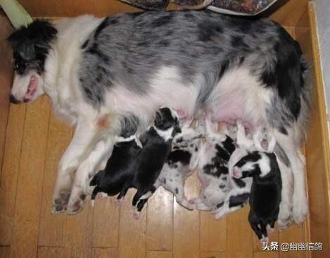 边境牧羊犬好不好免费观看视频:如何从品相上选购边境牧羊犬？