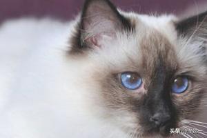 猫角膜炎症状图片:宠物猫眼睛发炎有白膜，猫眼睛睁不开怎么办？