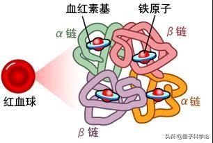 大凌河景区出现大量剧毒金丝蛛，蜘蛛的血为什么也是蓝色的？它和珍贵的鲎血有关系吗？