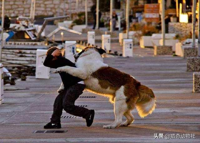 中华猛犬网:有人说狗咬人，那么狗被偷的时候是不叫不咬的吗？ 中国猛犬俱乐部官网