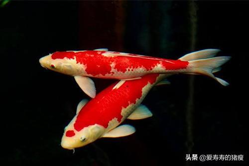 锦鲤鱼:锦鲤的水质怎么样才能变好？