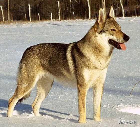 捷克狼犬sitka高清壁纸:捷克狼犬动态壁纸 国际上的哪些工作犬有德国牧羊犬的血统？为什么？