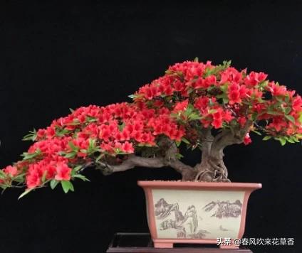 鹃形目嗉囊:杜鹃花可以经常转动花盆吗？