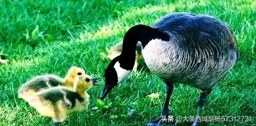 安徽的十大污染之一就是养鸭子，农村地区已经深受其害，有没有什么方法解决？插图7