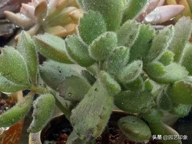 魔南景天夏季落叶怎么办:高温袭来，多肉们频频掉叶子，还有救吗？