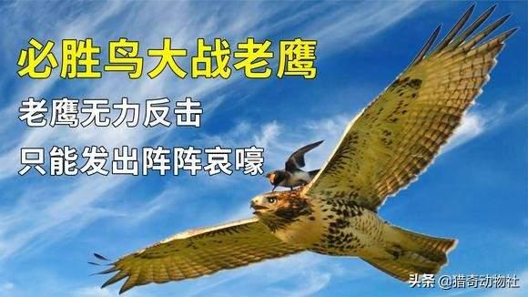 鸟类图片大全带鸟名:必胜鸟是一种什么样存在，为什么连老鹰都害怕？