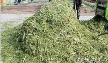 农户舍饲养羊配套技术:农村养羊，没有草场，如果圈养怎样才能降低成本，增加收入？