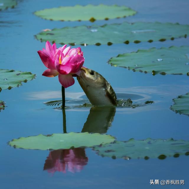 大白兔图片:大白兔图片大全可爱图片卡通 佳能70-300镜头与佳能100-400镜头哪个好？