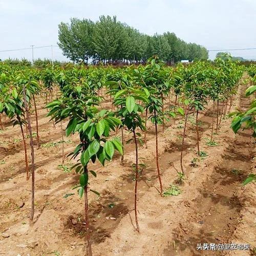 龙吐珠开完花后用剪吗?:龙吐珠开完花需要修剪吗 茉莉花能用枝条扦插吗？怎样才能提高成活率？谢谢！