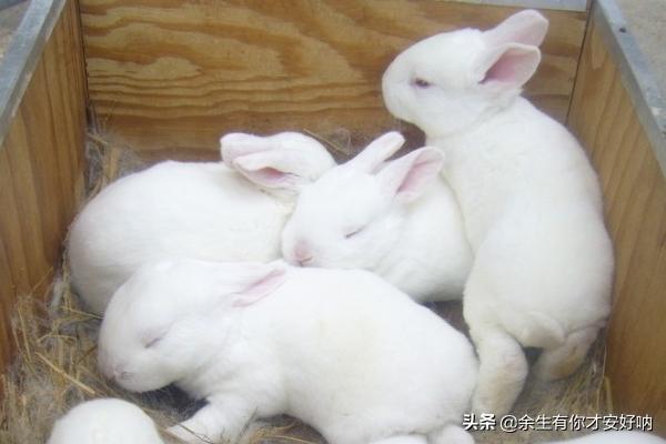 北京宠物兔:宠兔：40天幼兔吃什么容易活，幼兔可以吃青菜吗？