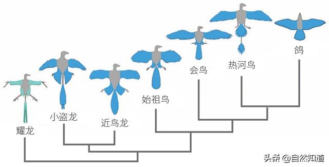 孔子鸟介绍:鸡、鸵鸟等是不是恐龙进化而来的？