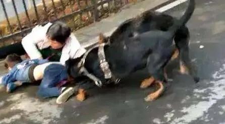藏獒咬死主人:走路上被恶狗袭击，打狗头可以自救吗它的弱点在哪里