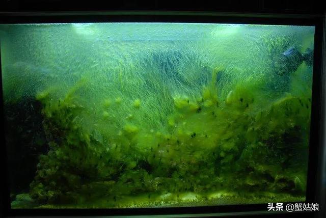 头条问答 草缸黑毛藻有好的解决办法嘛 2个回答