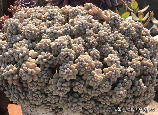 车永莉:丸叶姬秋丽长出好多花剑怎么办？