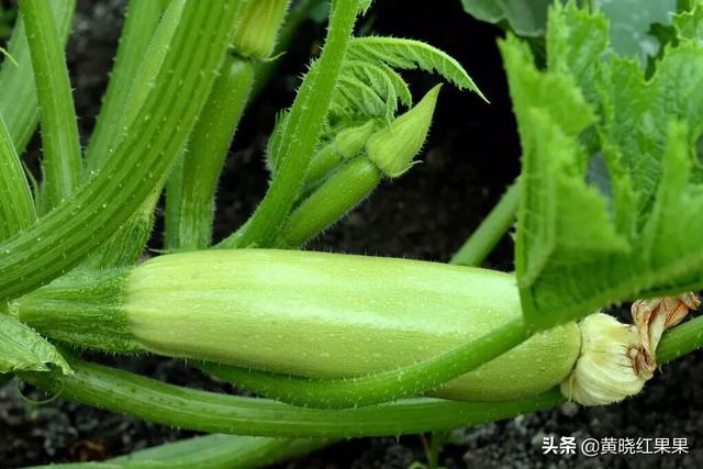 蓝尾金蜥生活环境:辣椒种植，植株对于生长环境有哪些要求？