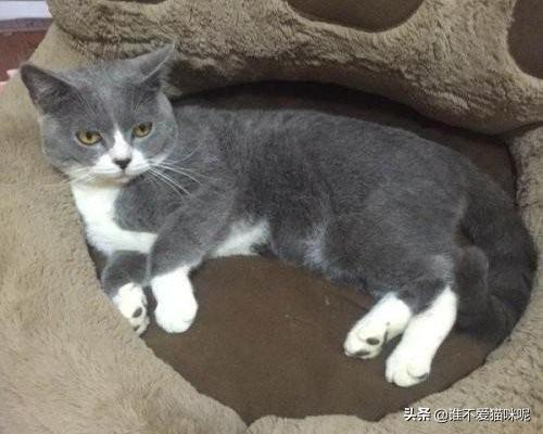 夏天猫咪食欲不振怎么办:猫咪食欲不振该吃什么，食欲不振怎么调理？